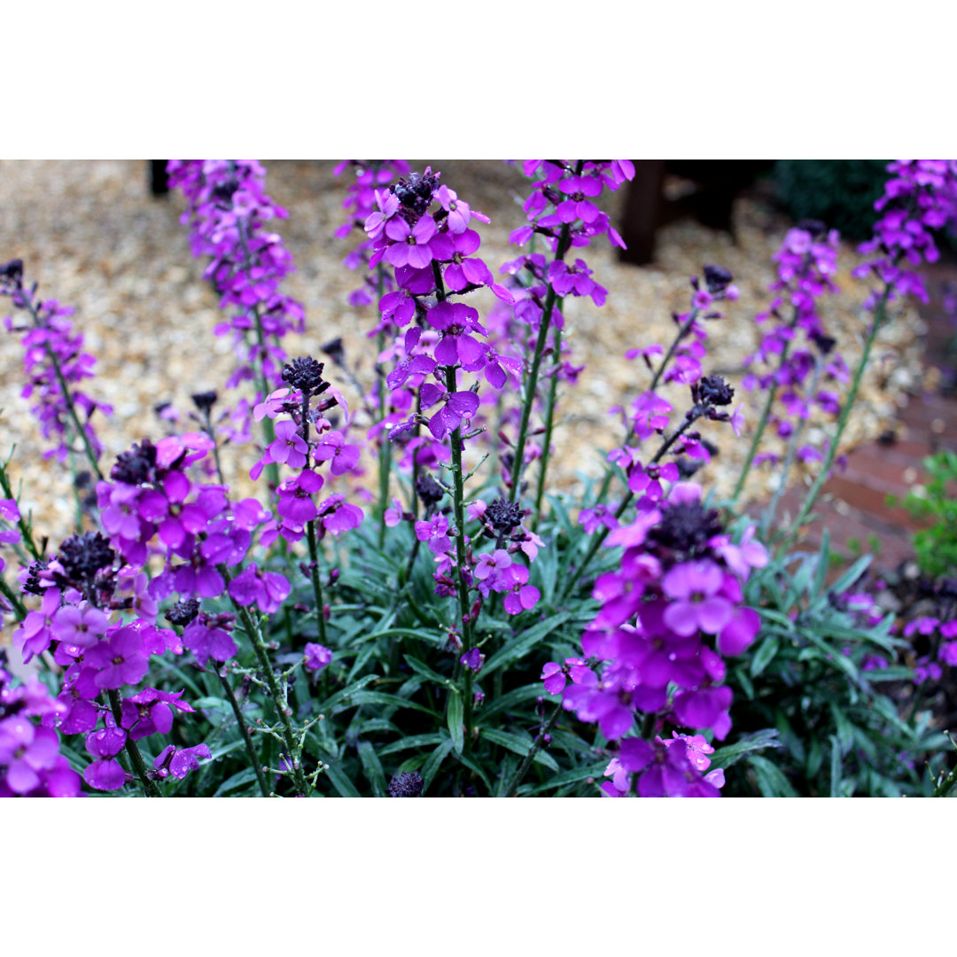 Image Of Purple Erysimum 'Bowles's Mauve' Flower In Spring Garden by Mtreasure - No Frame Art Prints on Canvas