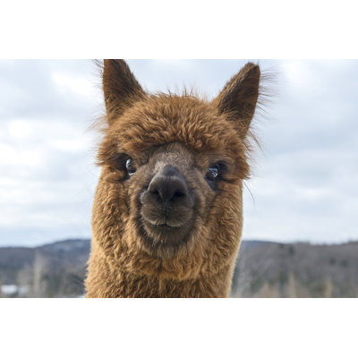 " Young Alpaca " by Mayacom