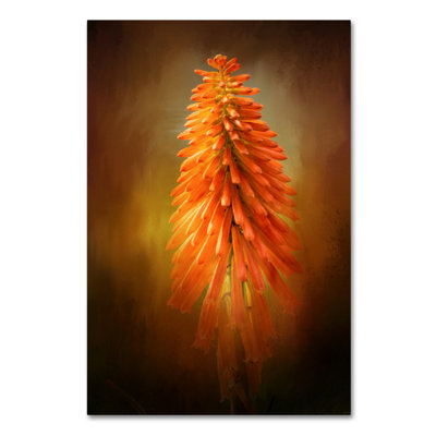 'Orange Blast in the Garden' Graphic Art Print on Wrapped Canvas