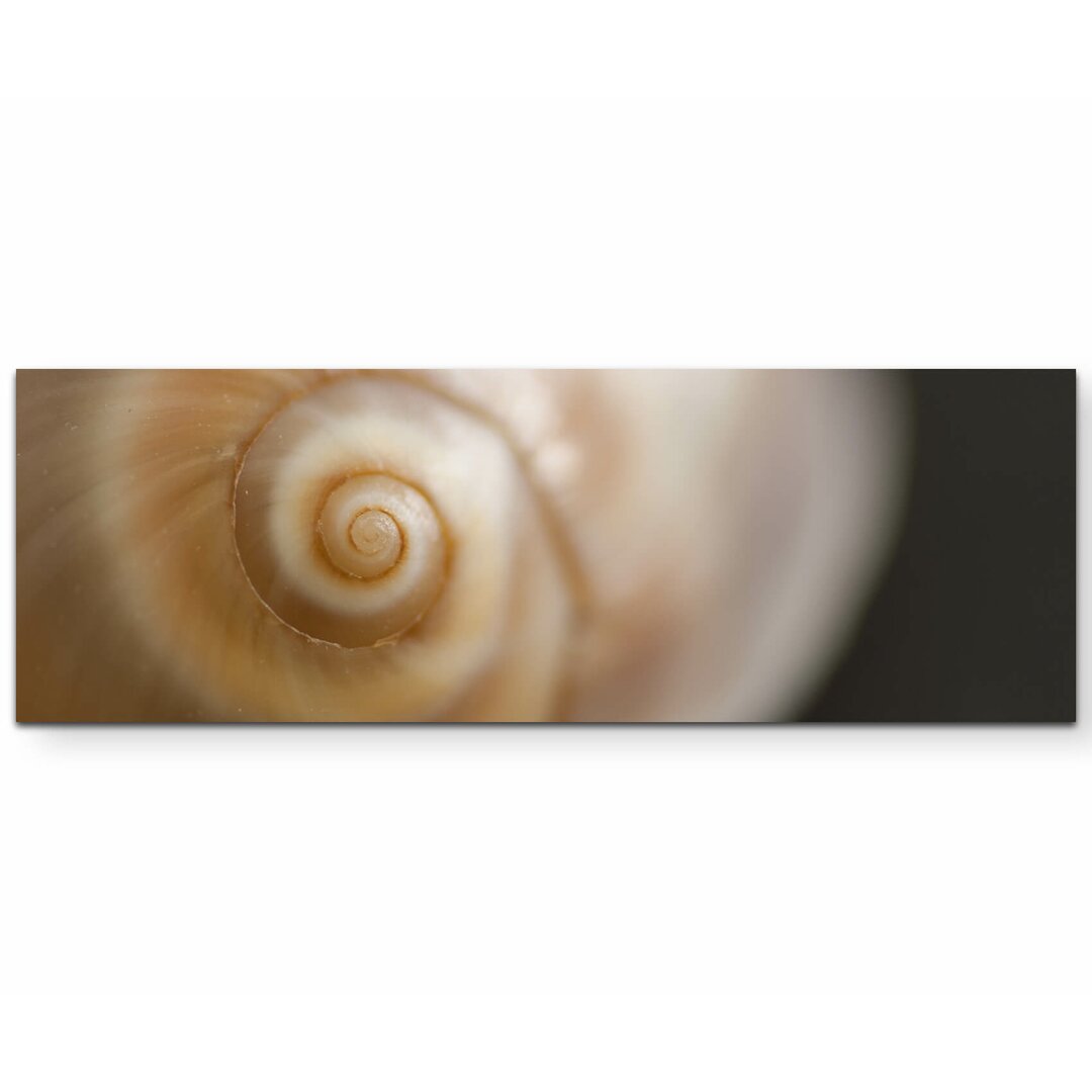 Leinwandbild Schnecke – Nahaufnahme