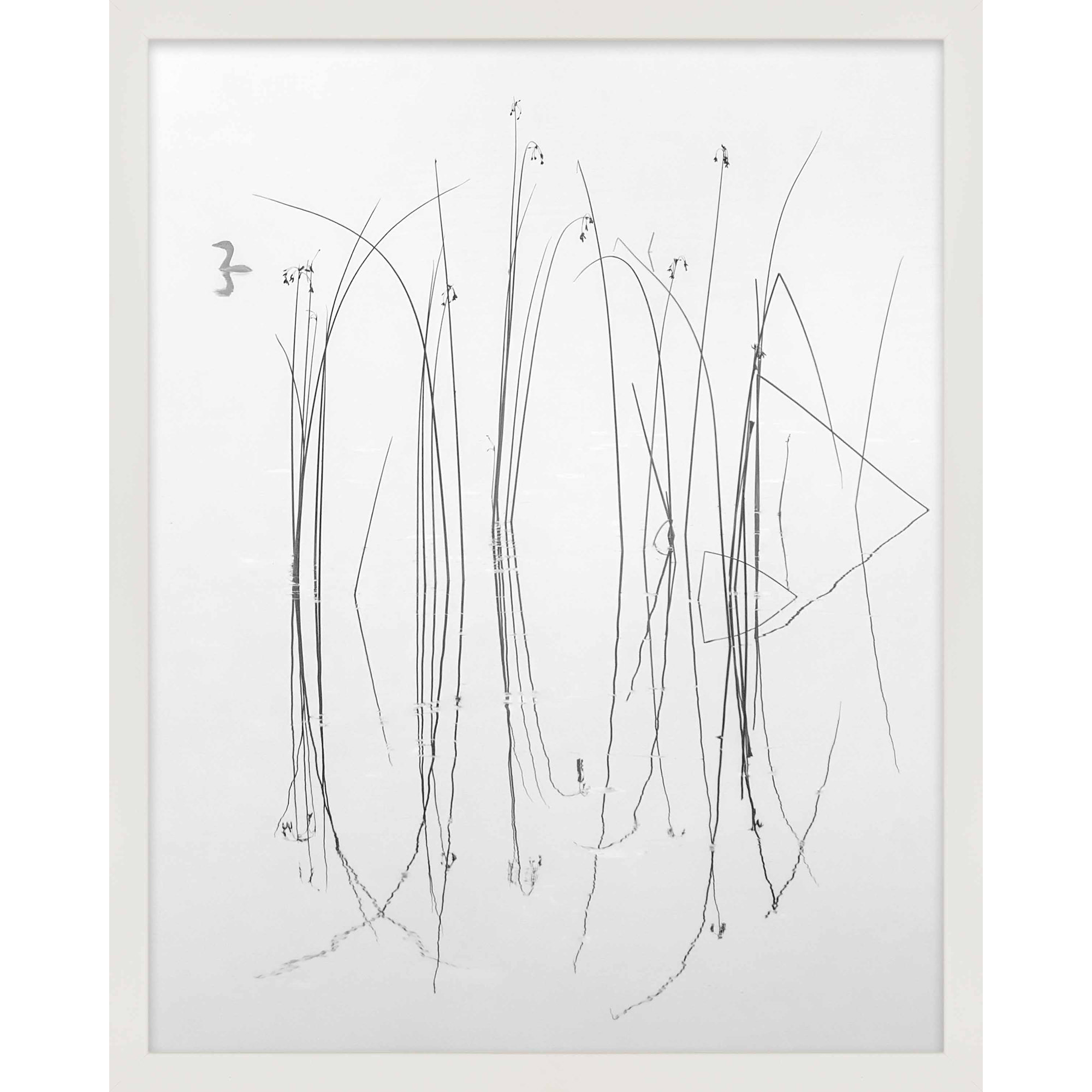Lost in the Reeds by Laura Zimmerman - Framed Wall Art, 20" H x 16" W, White