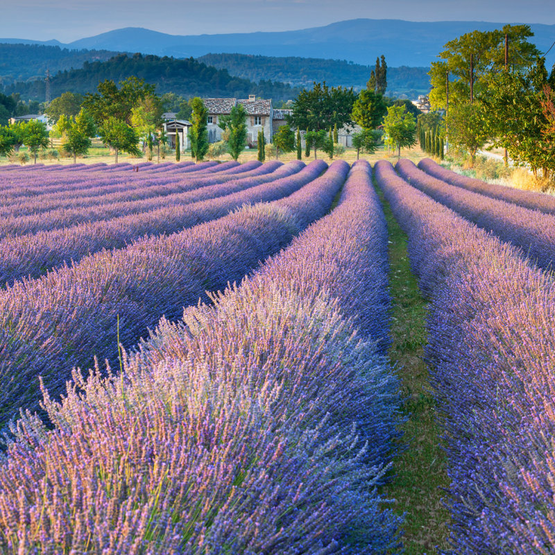 Lavender Field - Photographie sur toile tendue, H 30 po x l 30 po