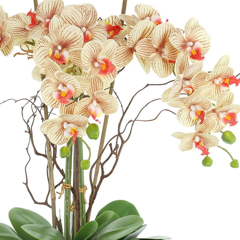Orchids Arranged in Fiberstone Planter, Cream