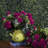 Artificial Polyester Geranium Bush-1931813639-1931813638
