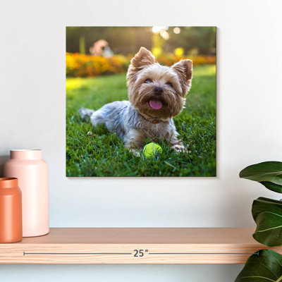 Yorkshire Terrier