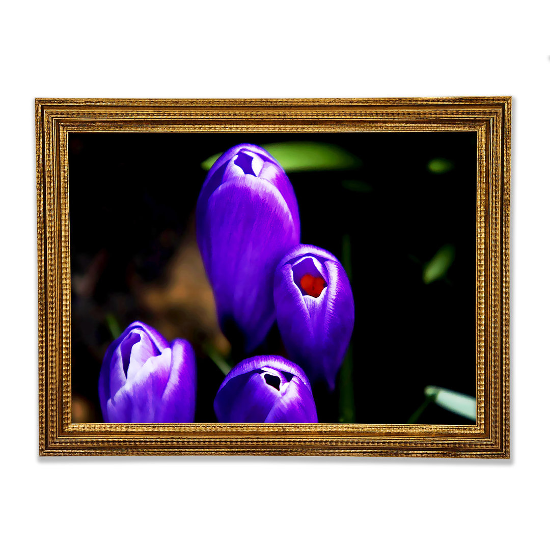 Gerahmtes Leinwandbild Purple Crocus Delight