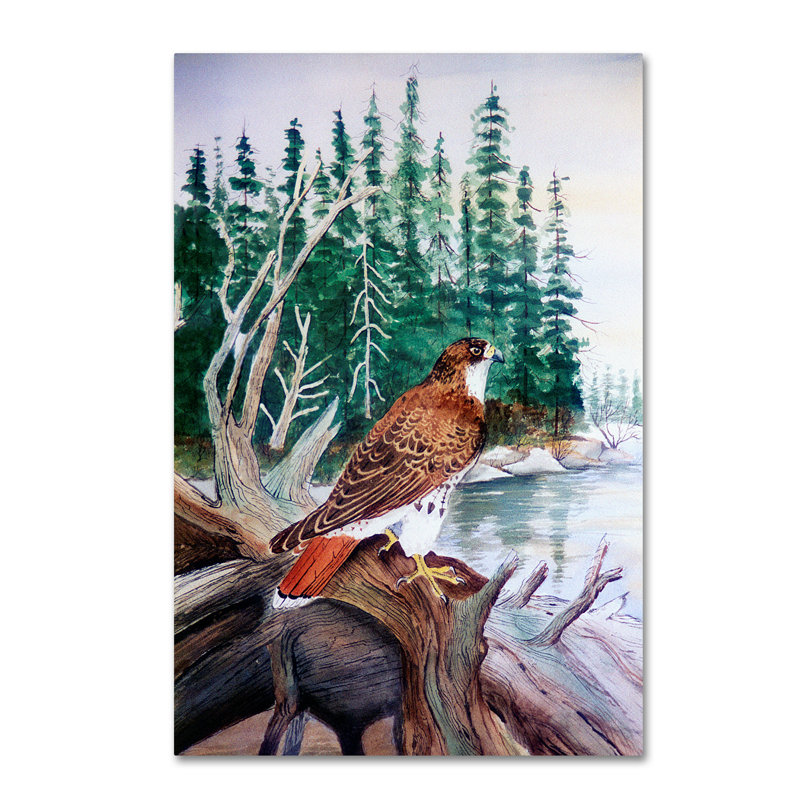«Tailed Hawk» de Dugazon, reproduction sur toile tendue, H 19 po x l 12 po