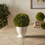 Boxwood Ball Topiary In Pot Small-1099184496