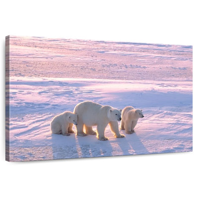 Ours polaires canadiens Brampt