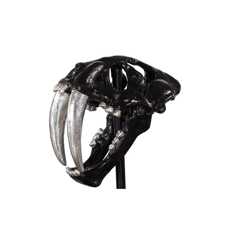 Saber Tooth Tiger Skull