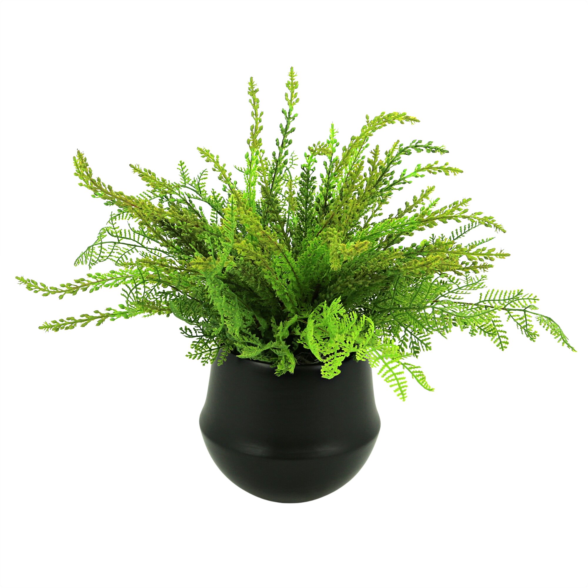 Millwood Pines Cedar and Fern Arranged in Ceramic Pot & Reviews | Wayfair