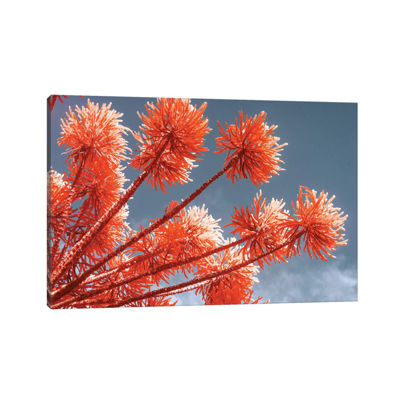 Red Trees 1 Piece Wrapped Canvas Wall Art, 20.32 cm H x 30.48 cm W