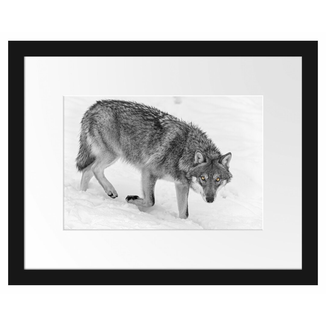 Seltener Wolf im Schnee Gerahmter fotografischer Kunstdruck Poster