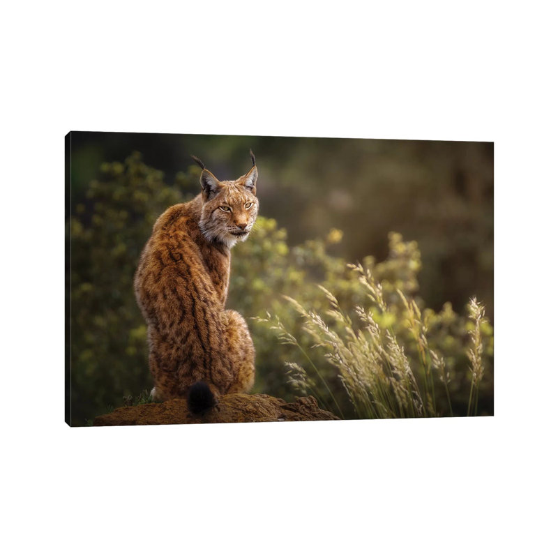 Lynx by Sergio Saavedra Ruiz - Wrapped Canvas Gallery-Wrapped Canvas Giclée, 20.32 cm H x 30.48 cm W