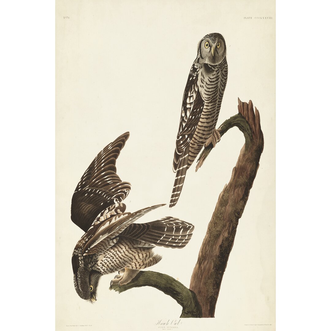 Leinwandbild Pl 378 Hawk Owl von John Audubon