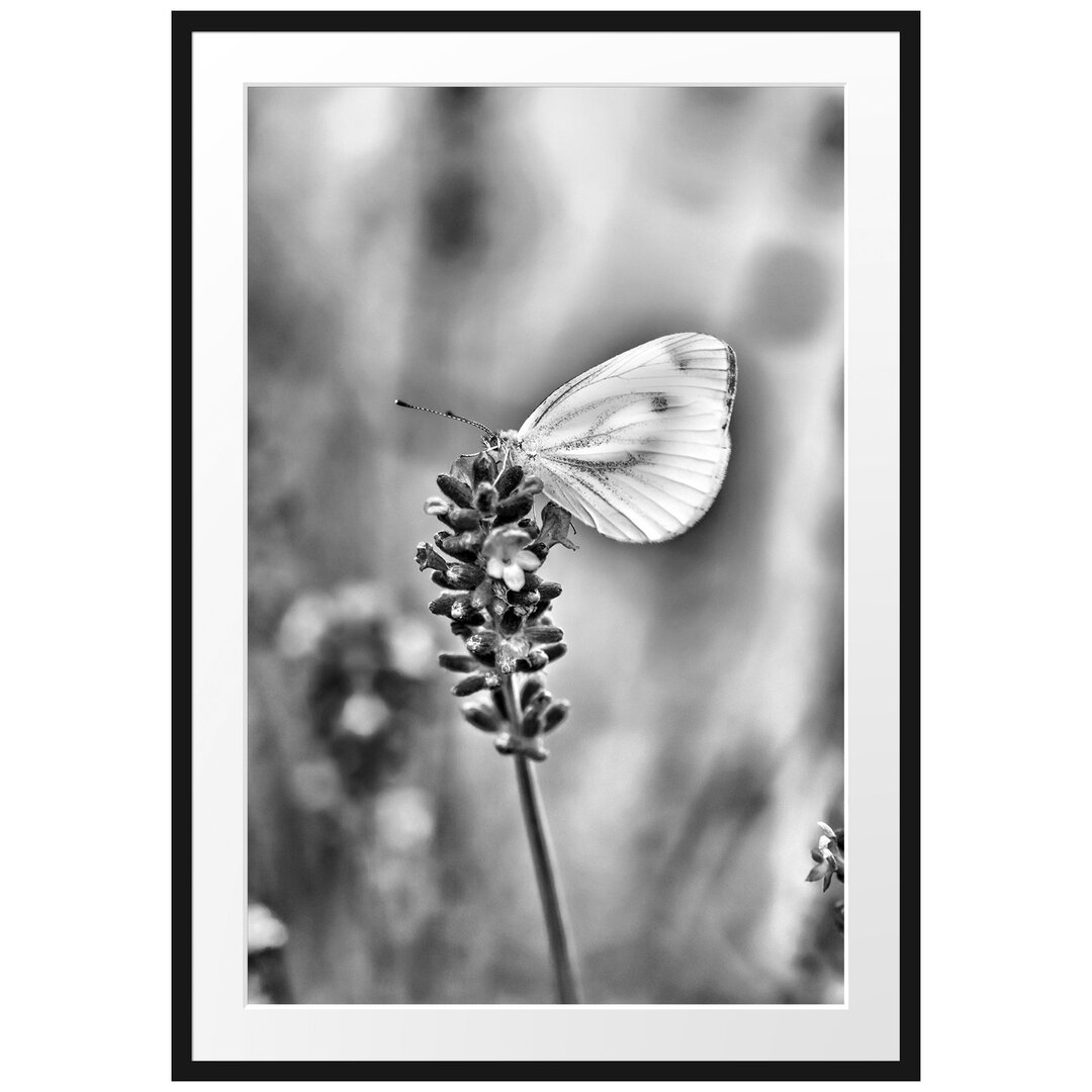 Gerahmtes Poster Schmetterling auf Lavendel