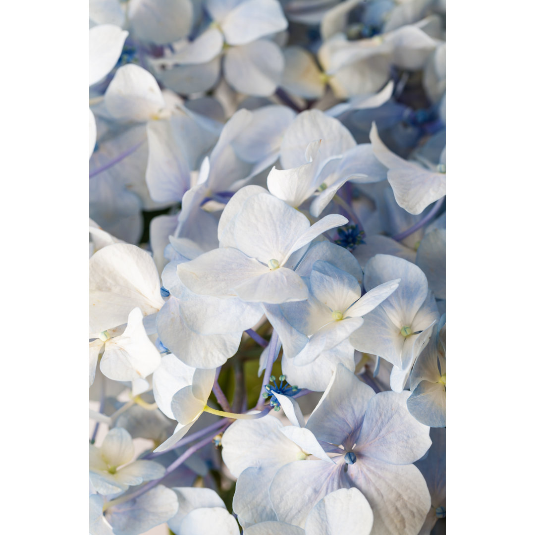 Blaue Hortensie Macrophylla von Jxfzsy - Leinwandbild