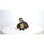 Loutres ludiques