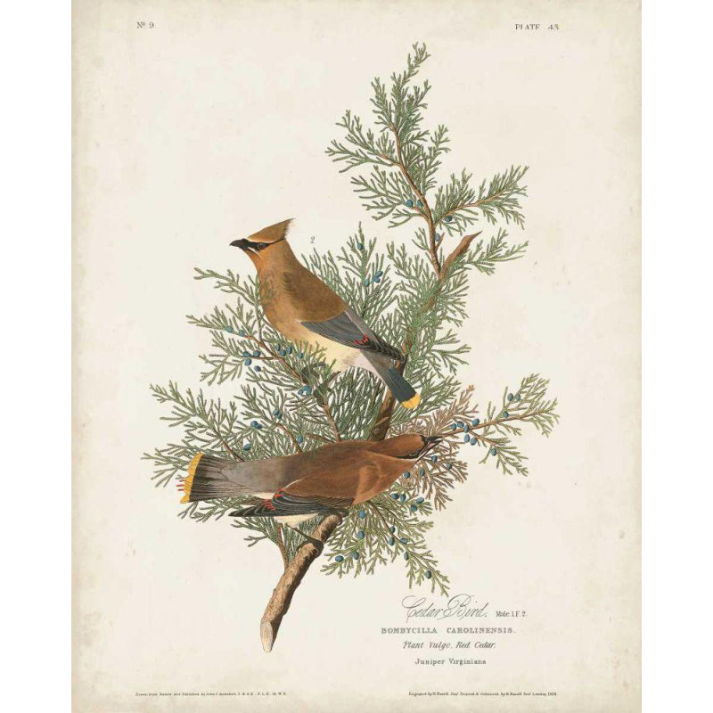 Alcott Hill® Audubon, John James Gallery, art sur toile tendue: Pl 43 Cedar Bird, H 44 po x l 36 po