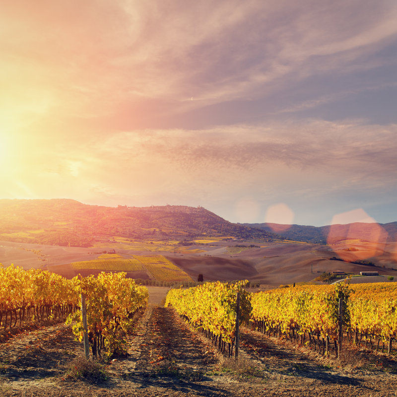Vineyard In Tuscany by Mammuth - Wrapped Canvas Print, 76cm H x 76cm W x 3.8cm D