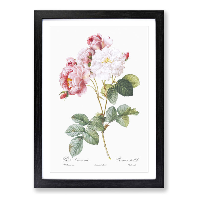 Damask Roses in Pink by Pierre-Joseph Redoute - Picture Frame Painting Print, Black Framed, 65cm H x 48cm W x 2cm D
