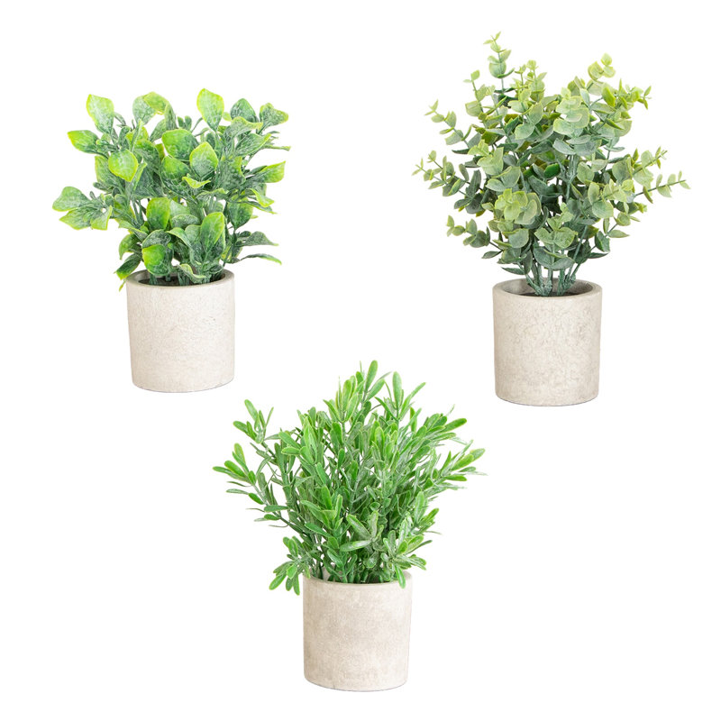 Plant