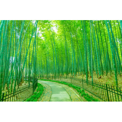 Maniscalco " Bamboo 3 "