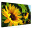 Sunflower - Canvas Photo Prints on Canvas-25529052