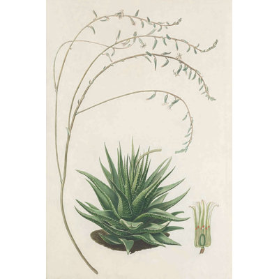 Agave Plant II - Wrapped Canvas Print