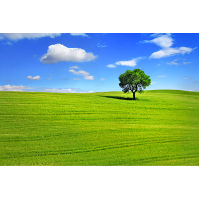Minimalism In Nature by Freeartist - Wrapped Canvas Print