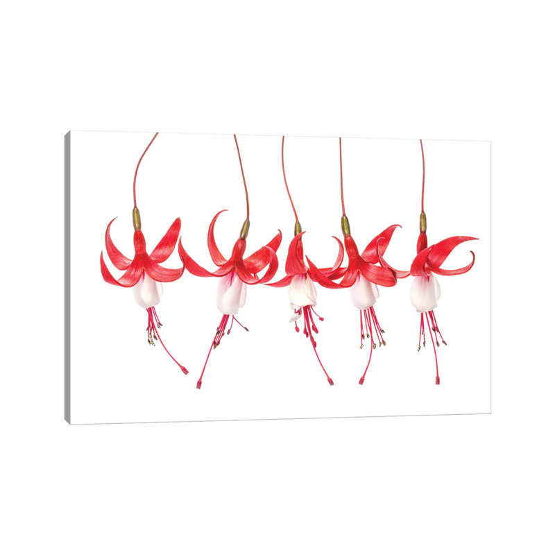 Fuchsia by Mandy Disher - Wrapped Canvas Print, 20.32 cm H x 30.48 cm W