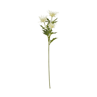 Anastasija Arrangement