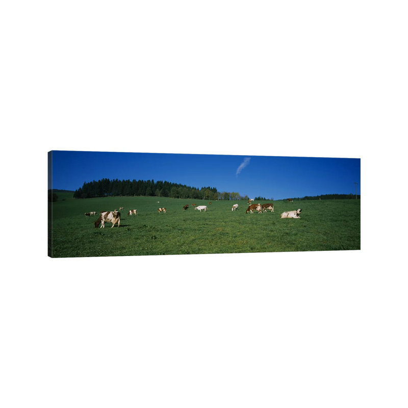 Herd Of Cows Grazing In A Field, St. Peter, Black Forest, Germany - Wrapped Canvas Panoramic Print