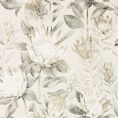 King Protea Wallpaper