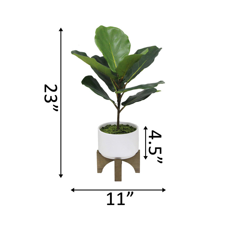 Feuillage de figuier en pot
