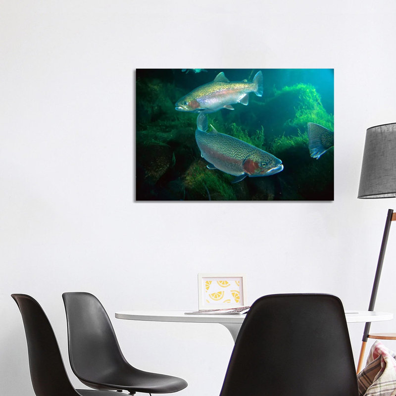 Rainbow Trout Pair Underwater In Utah by Michael Durham - Wrapped Canvas Print, 101.6 cm H x 66.04 cm W x 3.175 cm D