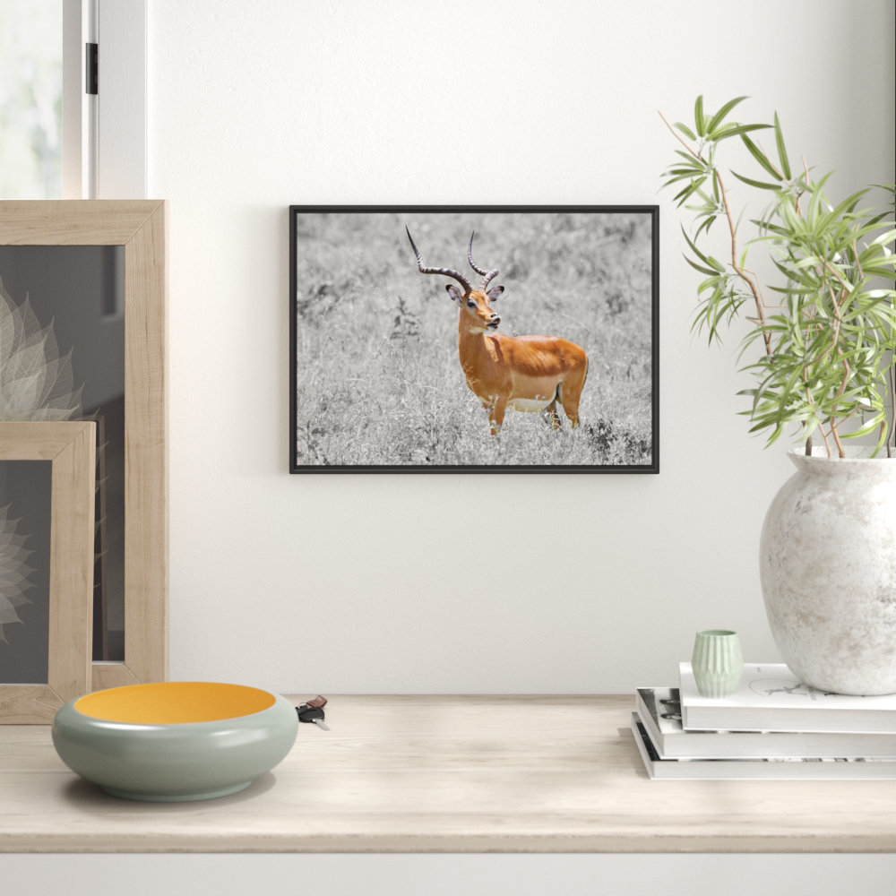 Gerahmtes Wandbild Dorkasgazelle