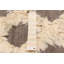 Marrakech crème, kilim taupe 6 pi 11 po x 9 pi 9 po
