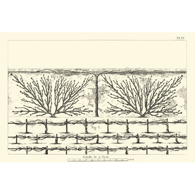 Antique Diagram For Espaliers II - Painting on Canvas