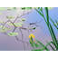 Iris And Lily Pad Design Print by Bruce Heinemann