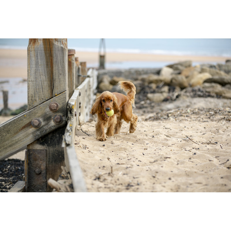 Un épagneul majestueux par Solstock, H 32 po x l 48 po