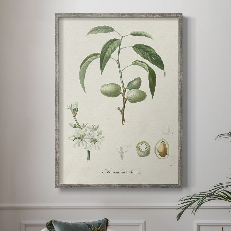 Antique Ammond Botanical I, reproduction encadrée - bois massif, H 11 po x l 9 po