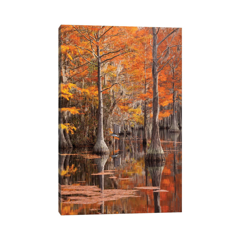 USA, George Smith State Park, Georgia. Fall cypress trees with wood duck box. 1 Piece Wrapped Canvas Wall Art