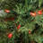 70 LED 21' M6 Faceted Christmas String Lights-657852331