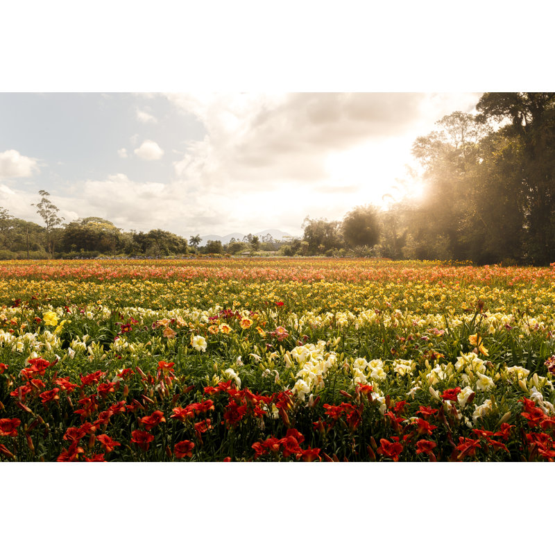 Field Of Flowers Landscape by Capuski - No Frame Art Prints on Canvas, 81cm H x 122cm W