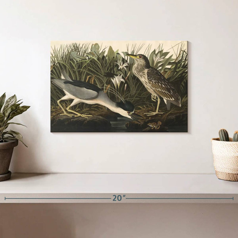 Héron nocturne des oiseaux d'Amérique, H 8 po x l 12 po