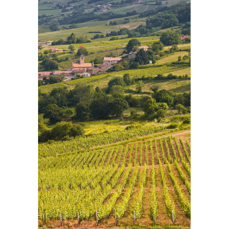 Chasselas Vineyards by Quisait - Wrapped Canvas Print, 76cm H x 51cm W