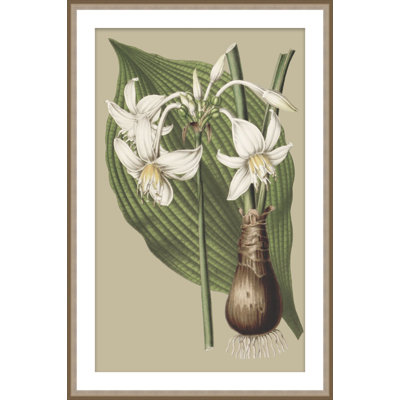 Botanical Jungle 2 Framed Print
