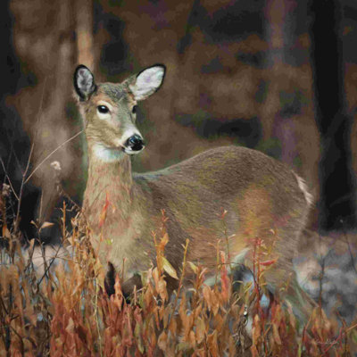Cerf de Virginie - 2886694