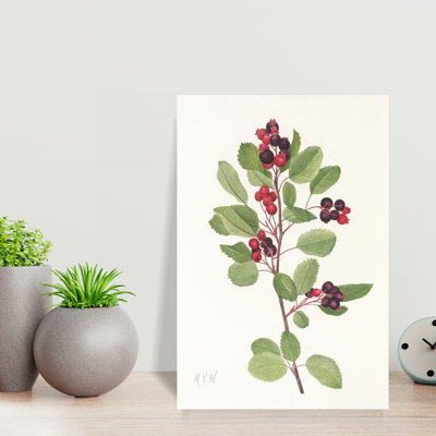 Saskatoon From North American Wildflowers By Mary Vaux Walcott Contemporary Wall Art